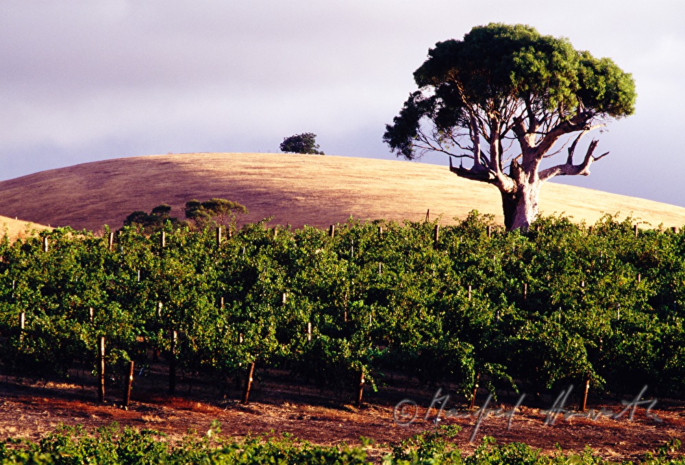 Weinbau am Rande der Steppe