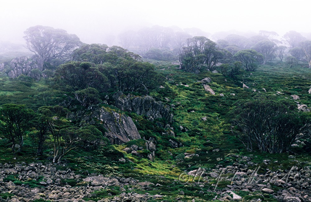 Nebel und alpine Landschaft