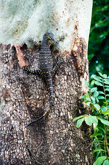 Waran klettert einen Baum hoch