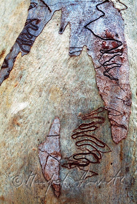 Stamm eines Eukalyptusbaumes mit Freßgängen des Eukalyptusbohrers