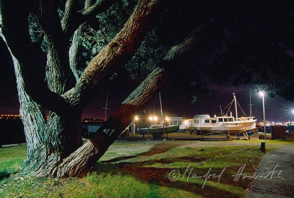 Eisenholzbaum im Hafen von Devonport