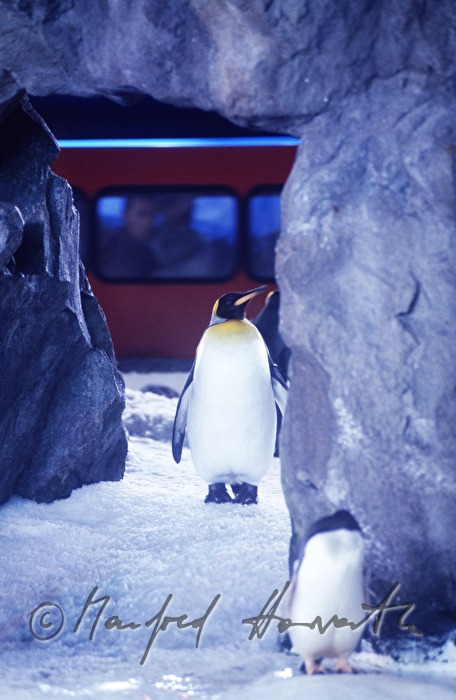 Kelly Tarlton’s Antarctic Encounter & Underwater World