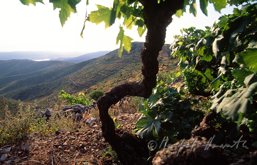 Weinstock im Weinberg