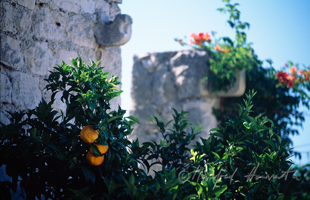 Orangenbaum und Burg Spanjola