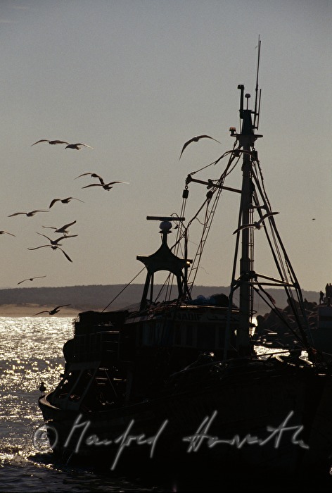 Segelschiff und Möwen im Atlantik