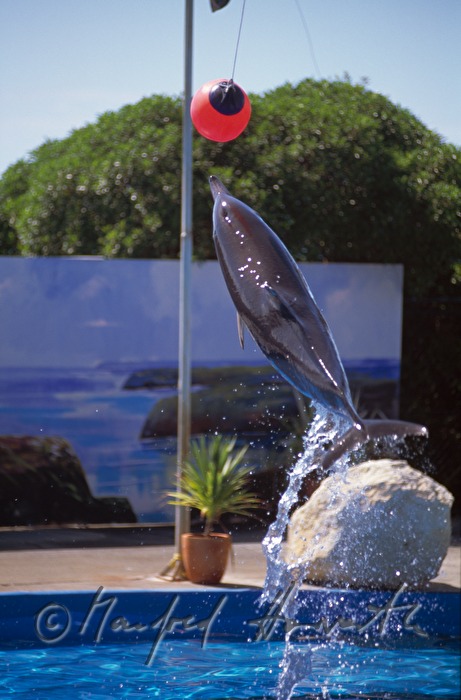 springender Delfin im Aquarium 
