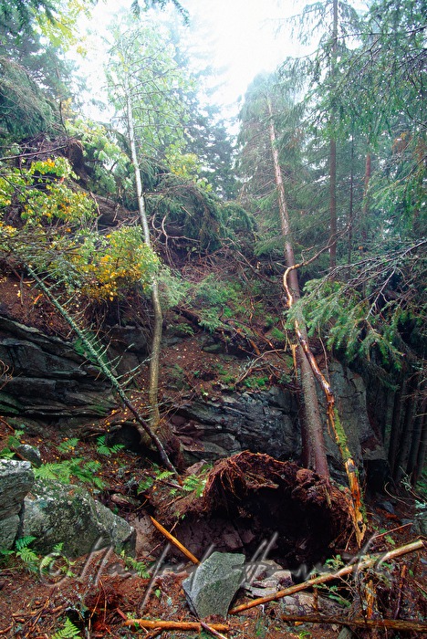 umgekippter Baum (Sturmschaden)