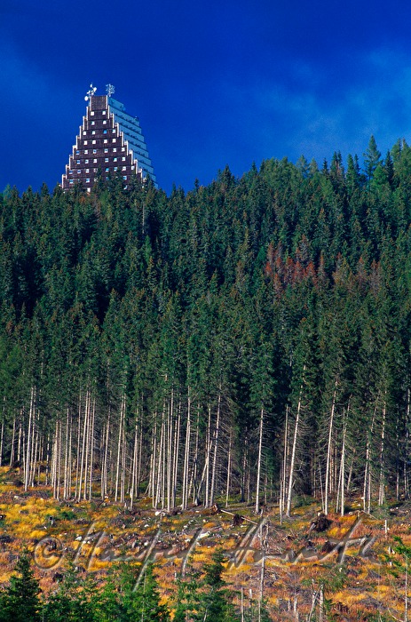 Hotel Panorama und Nadelwald-Lichtung
