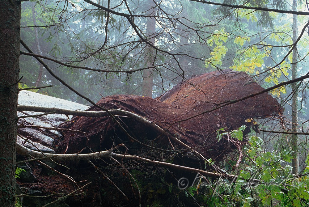 umgekippter Baum (Sturmschaden)