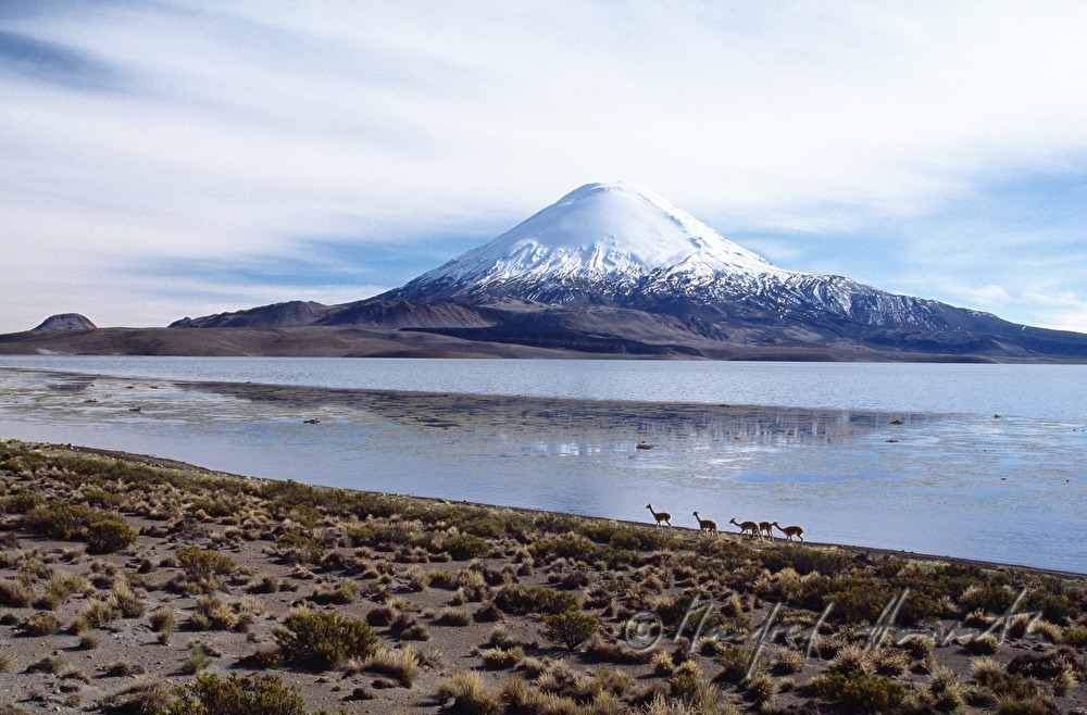 Lago Chungará, Vulkan Parinacota und Vicunas