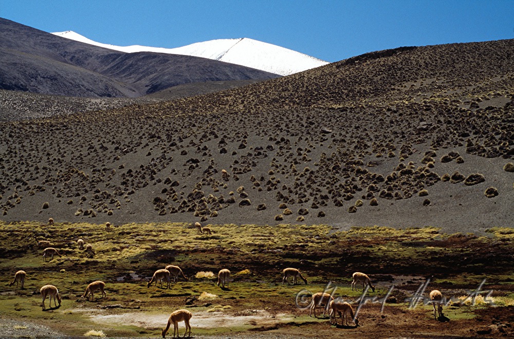 Vicunas und schneebedeckte Berge
