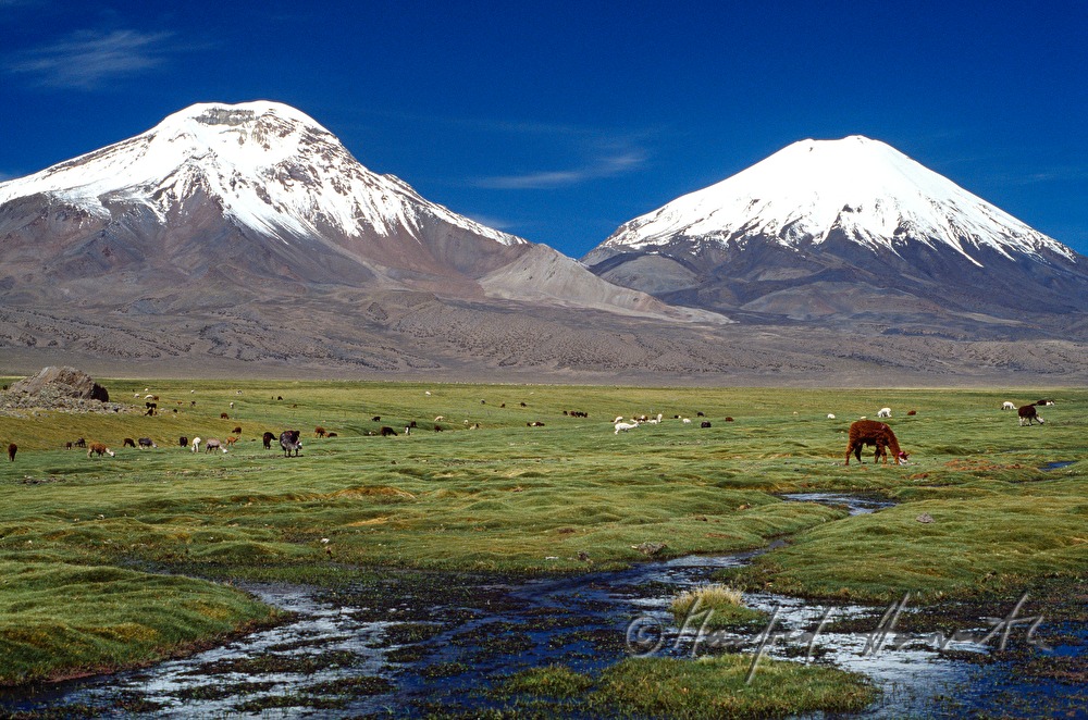 Lamas und schneebedeckte Berge