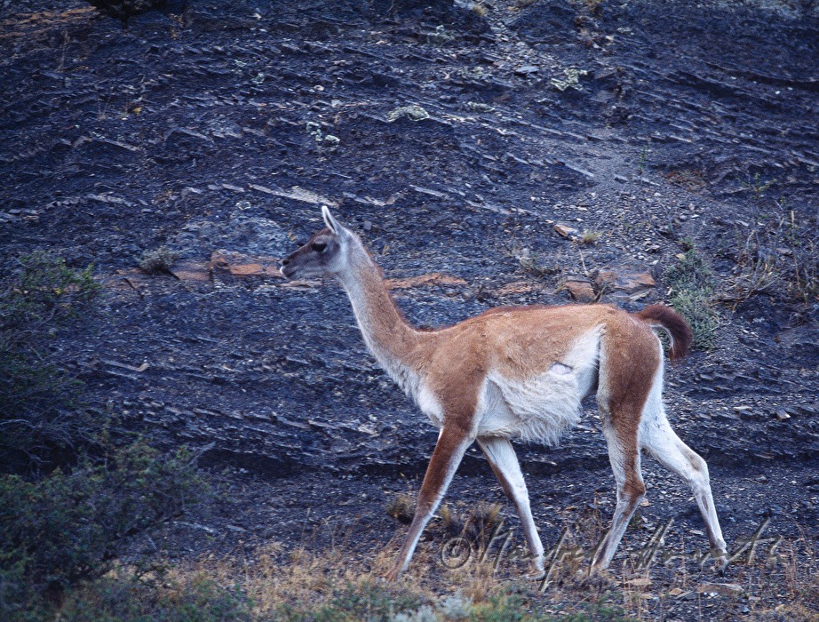 Vicuna auf einer Grünfläche