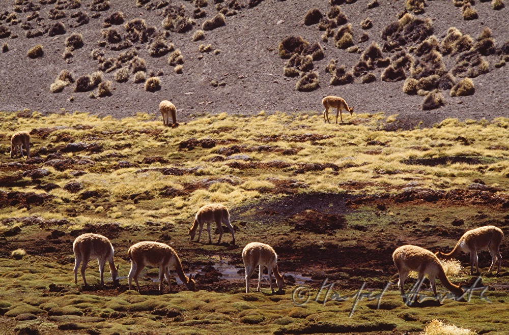 Vicunas grasen auf einer Grünfläche