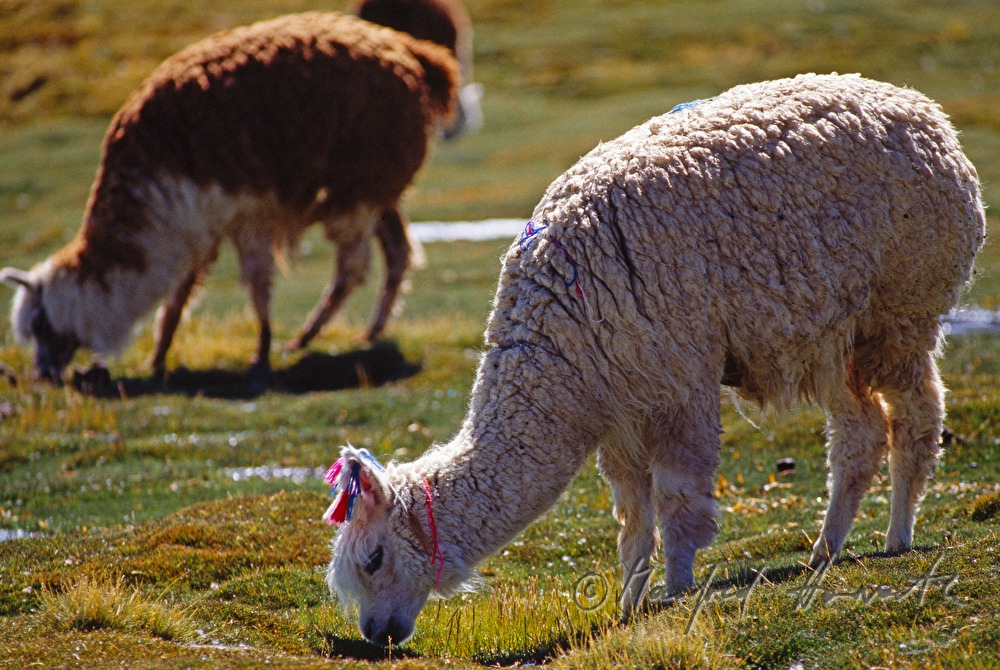 Lamas auf der Weide