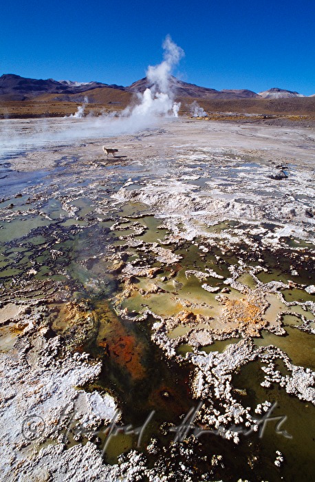 Salzseen und Geysire bei El Tatio
