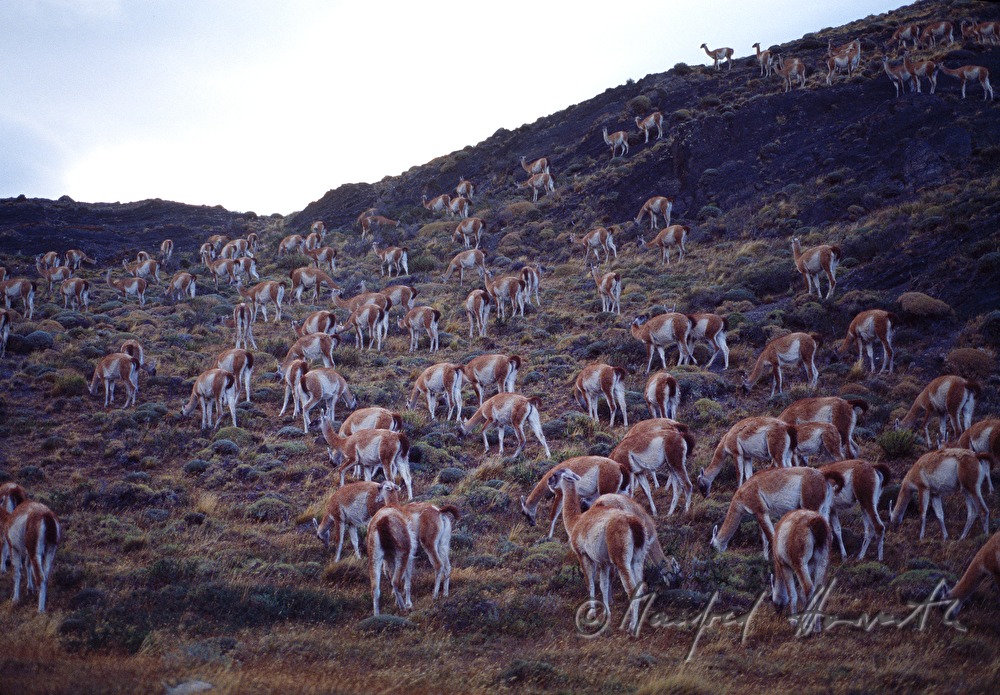 Vicunas grasen auf einer Grünfläche