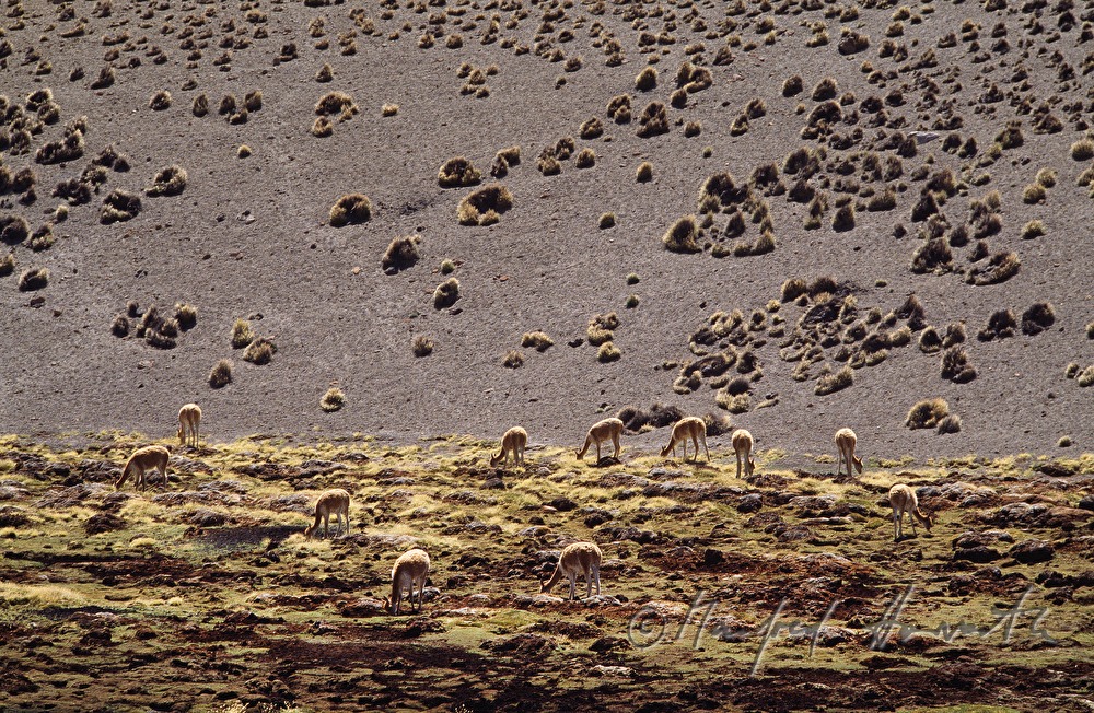 Vicunas grasen auf einer Grünfläche