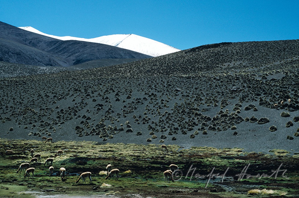 Vicunas und schneebedeckte Berge