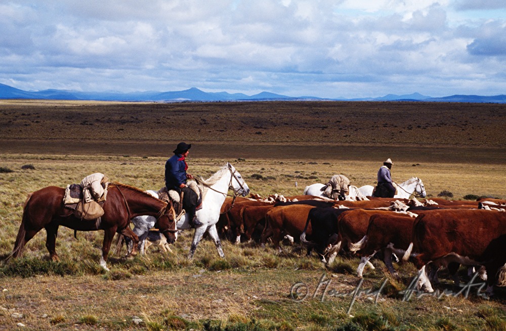 Vaqueros (Cowboys) auf Pferden und Vieherde
