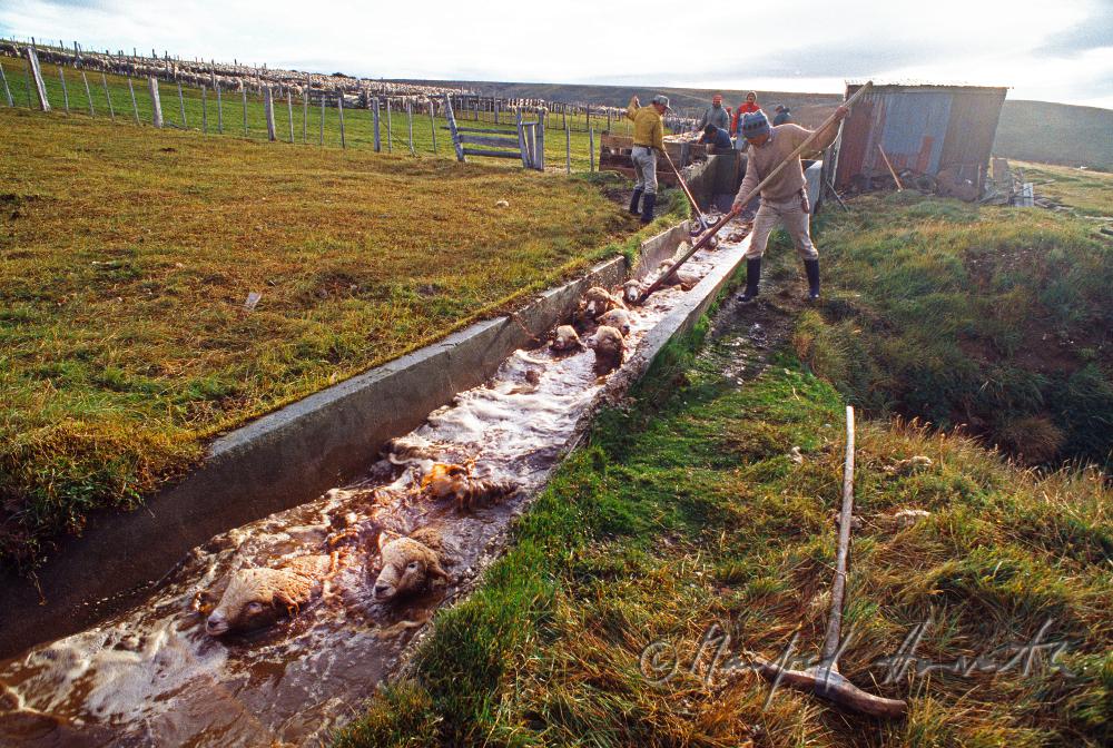 Schafe werden gebadet (Ungezieferschutz)