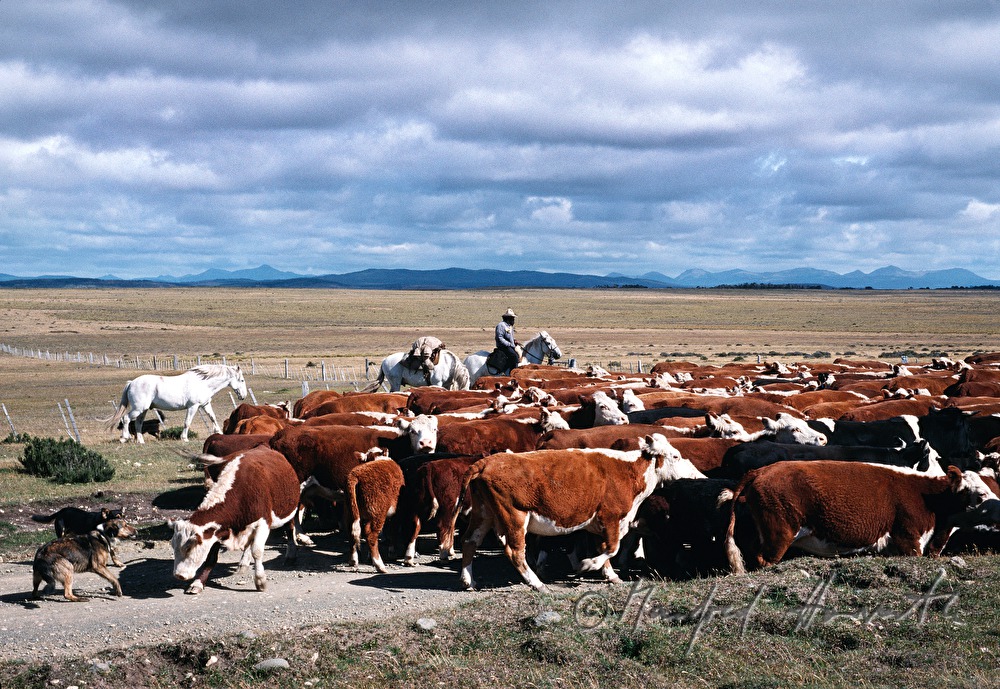 Vaqueros (Cowboys) auf Pferden und Vieherde