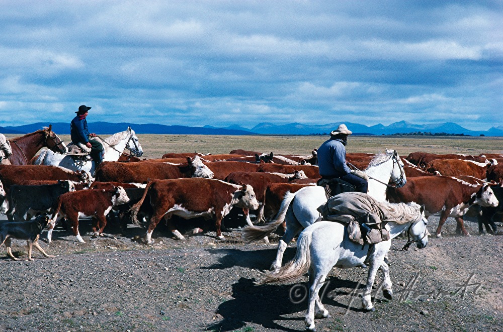 Vaqueros (Cowboys) auf Pferden und Vieherde