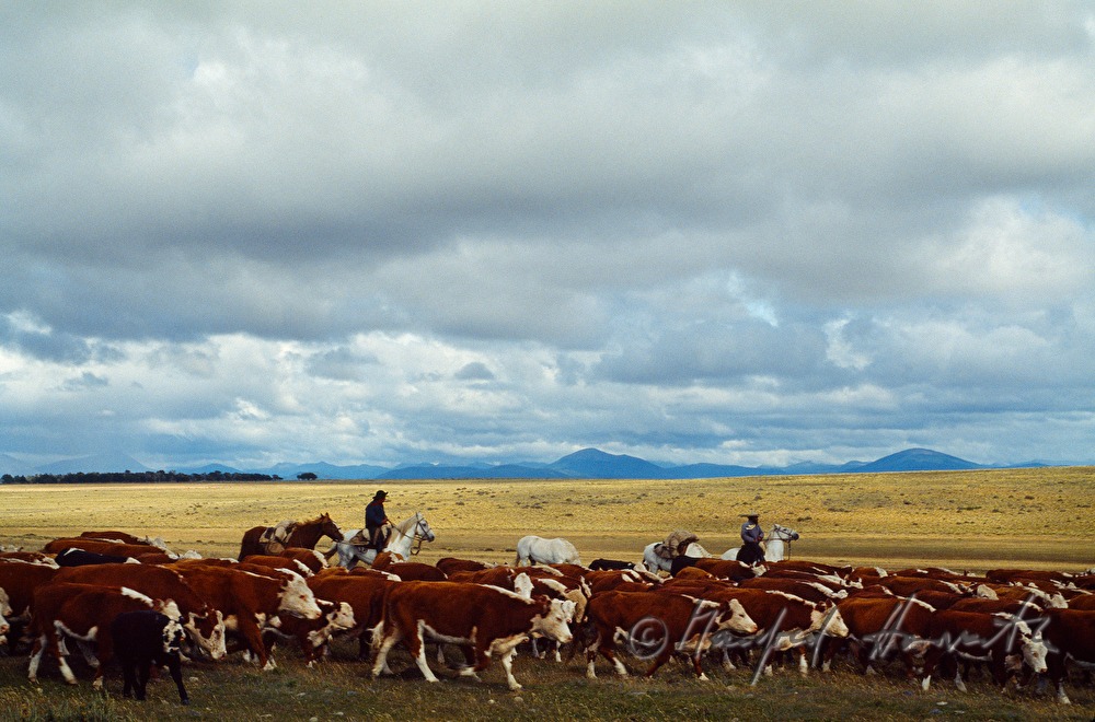 Vaqueros (Cowboys) auf Pferden und Vieherde
