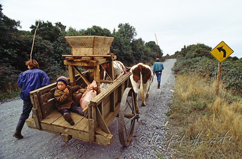 Transport einer Apfelpresse mit einem Ochsenwagen