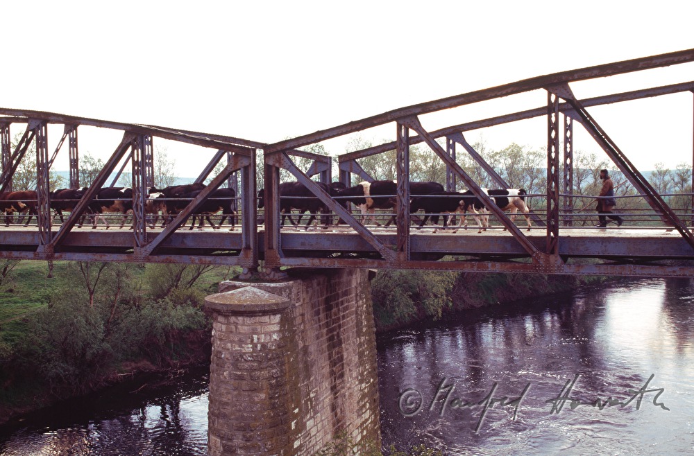 Kuhhirte zieht über eine Brücke
