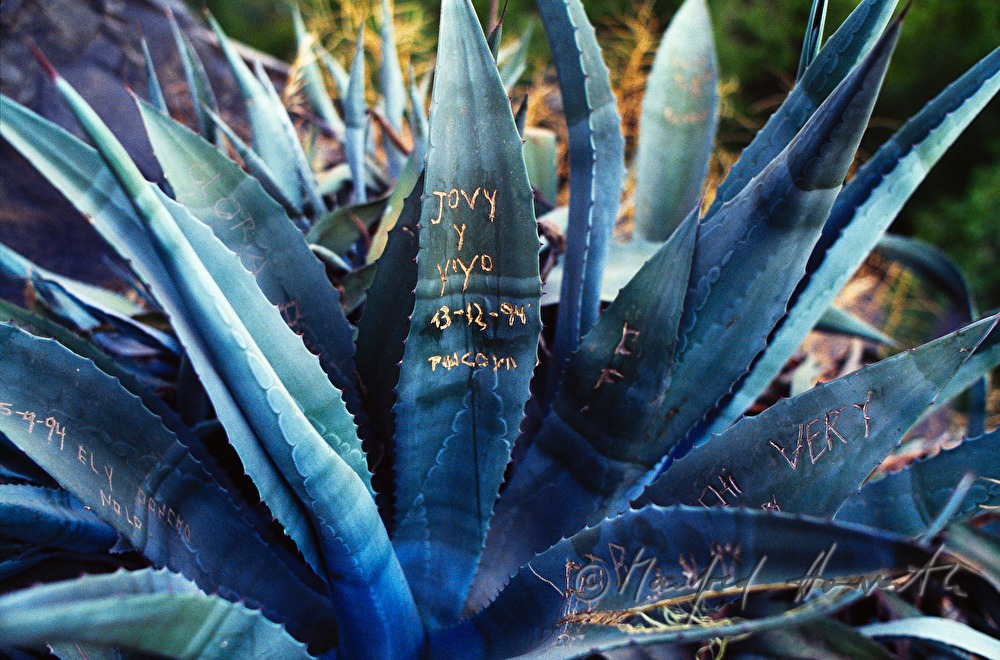 Cerro San Christobal, Agave mit Einritzungen