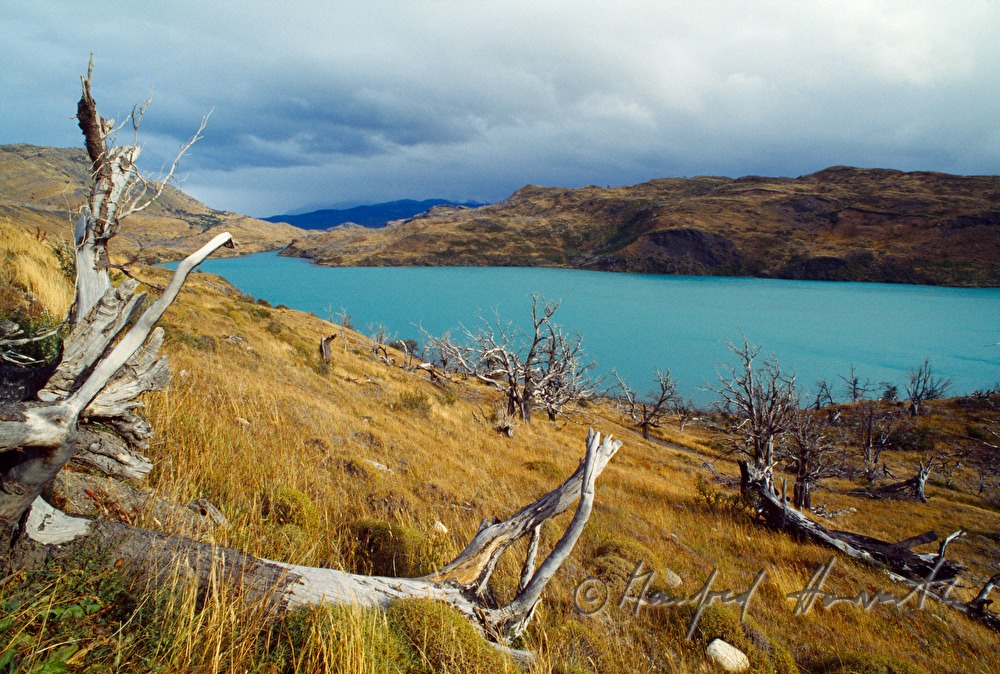 Lago Nordenskjöld und dürre Bäume