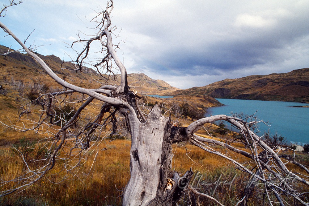 Lago Nordenskjöld und dürre Bäume