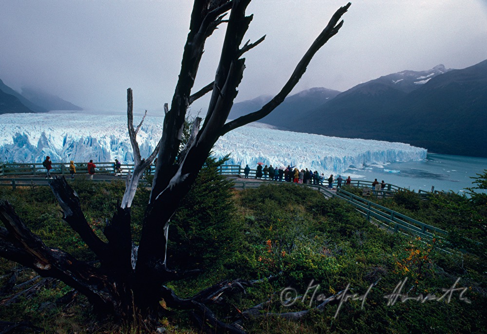 Perito-Moreno-Gletscher kalbt in den  Lago Argentino