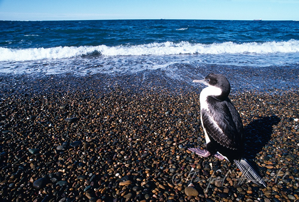 Kormoran am Ufer des Atlantiks