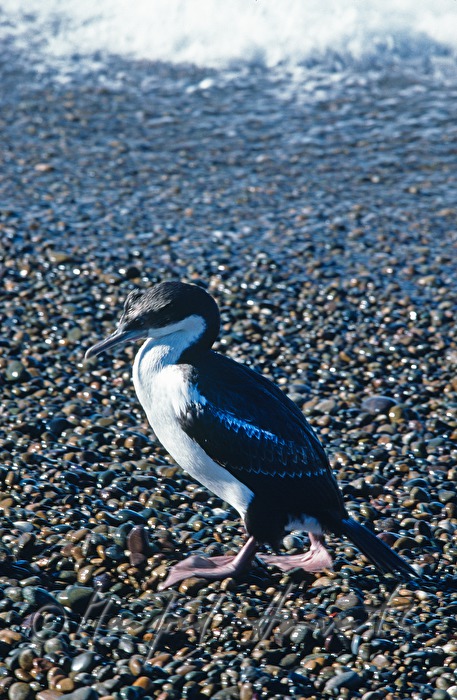 Kormoran am Ufer des Atlantiks