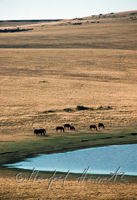Pferde in der Pampa bei einem See