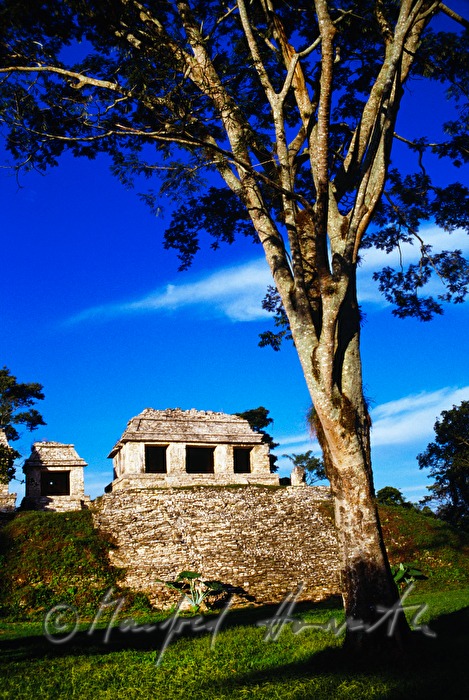 Maya-Tempel im Urwald