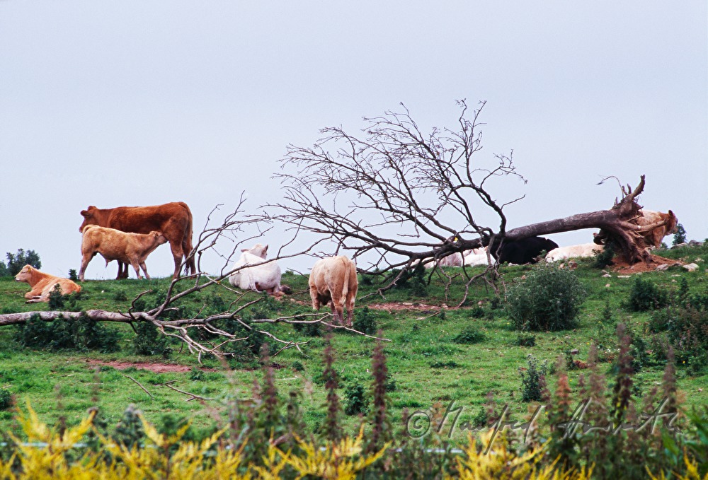 Kuhherde und umgestürzter Baum