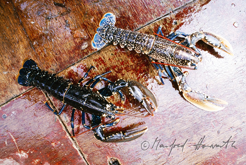 zwei Hummer in der Aquakultur