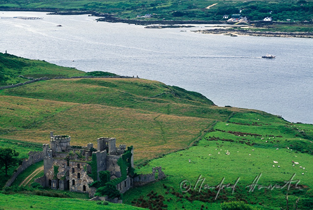 Schloßruine Clonmacnoise und Rinderherde
