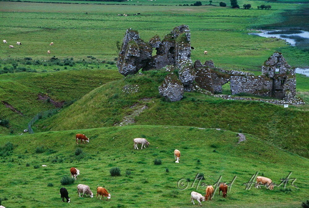 Schloßruine Clonmacnoise und Rinderherde