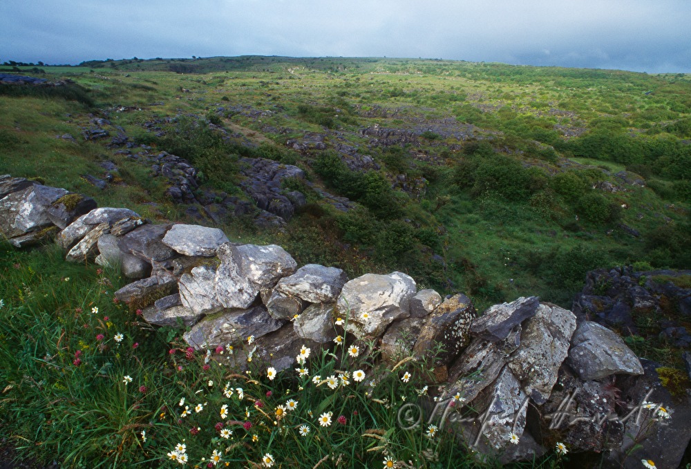 Steinmauer und Weide