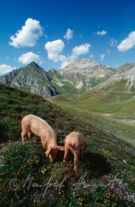 Hausschweine auf der Strelaalp