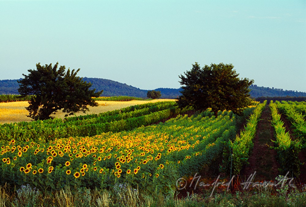 blühendes Sonnenblumen-Feld umgeben von Weingärten
