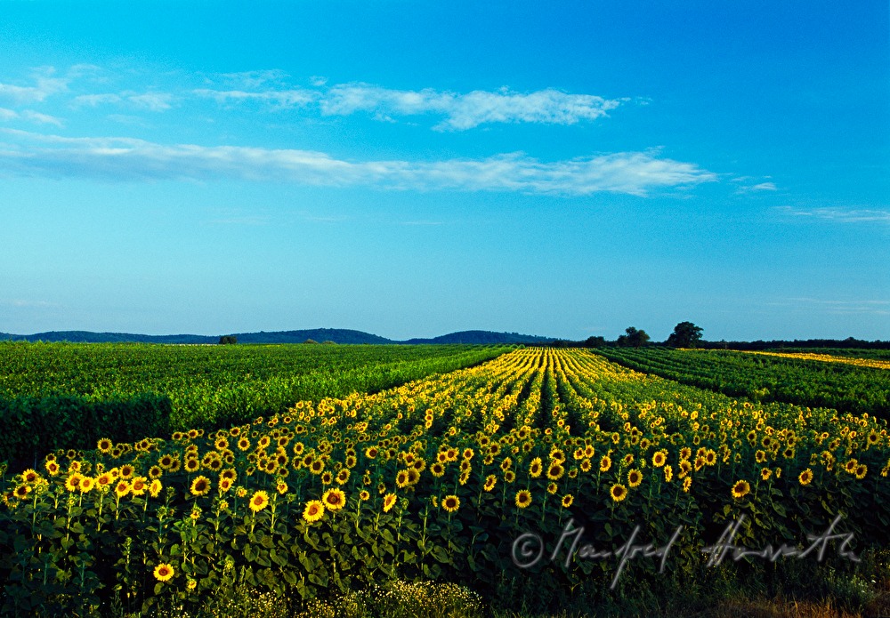 blühendes Sonnenblumen-Feld umgeben von Weingärten