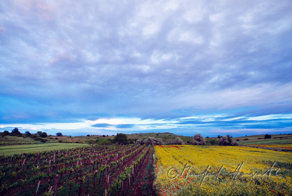 Weingärten, blühendes Rapsfeld und Klatschmohn