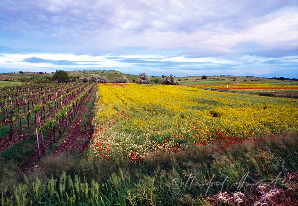 Weingärten, blühendes Rapsfeld und Klatschmohn
