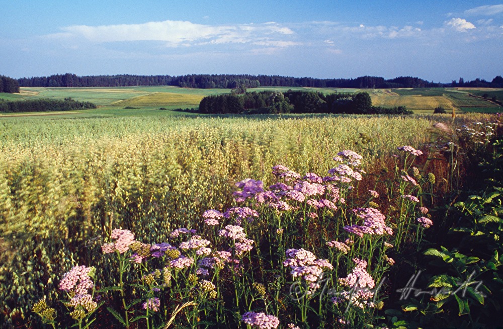 blühendes Kartoffelfeld im August