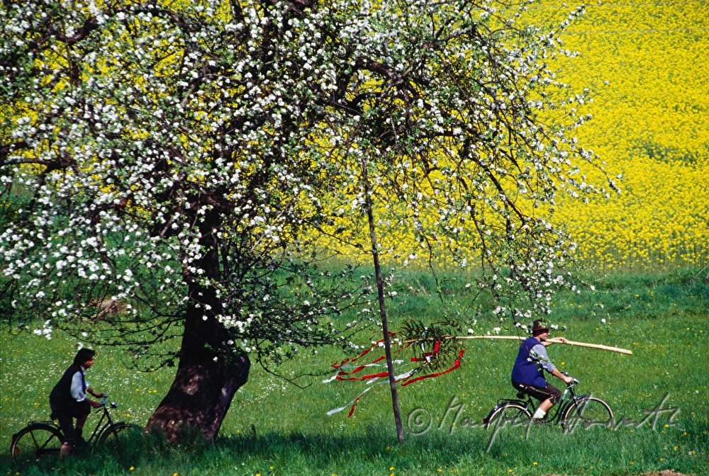 Maibaum-Transport per Rad